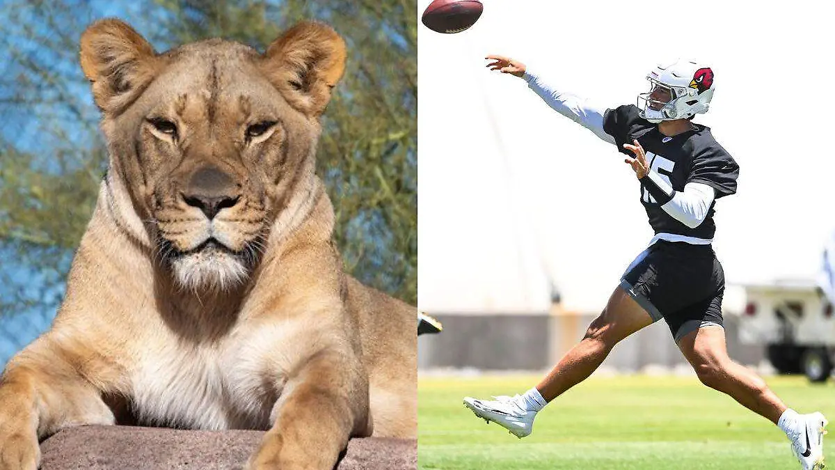 Actividades Phoenix - Zoo y NFL